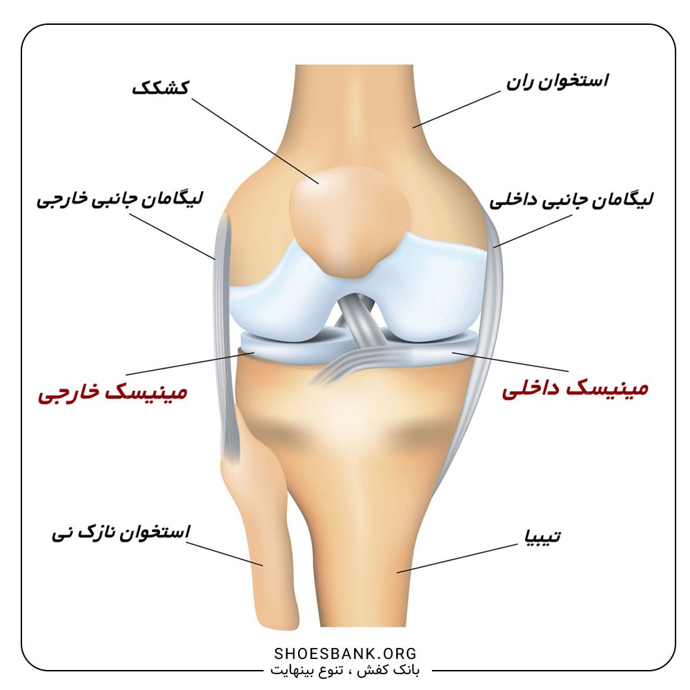 آناتومی زانو